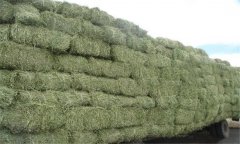 調制干草過(guò)程中造成部分養分損失的原因