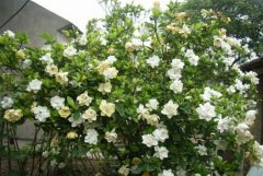 小梔子花的養殖方法