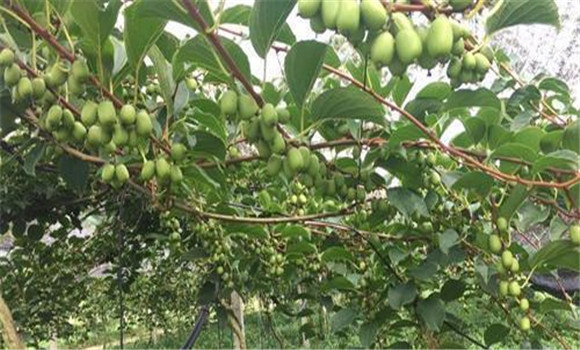 無(wú)花果的生態(tài)習性