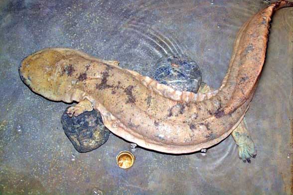 娃娃魚(yú)的養殖技術(shù)