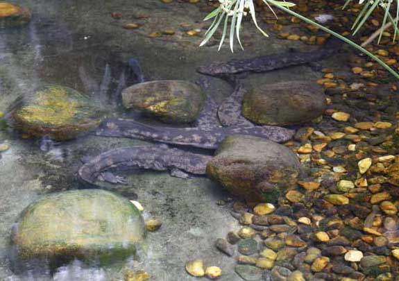 娃娃魚(yú)受精卵孵化過(guò)程中的注意事項