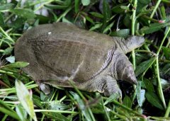 甲魚(yú)池消毒用什么藥 甲魚(yú)養殖池消毒的方式方法