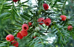 紅豆杉對生長(cháng)環(huán)境有哪些要求