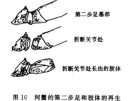 河蟹飼養管理技術(shù)