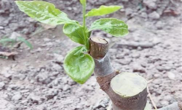 柿子樹(shù)嫁接的注意事項
