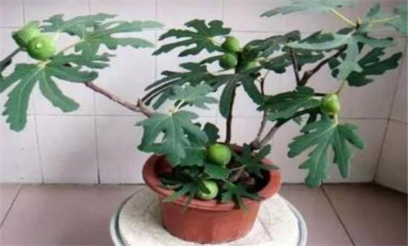 盆栽無(wú)花果的修剪目標