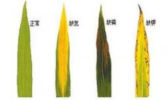植物缺素會(huì )有什么癥狀 如何測試缺少某種元素