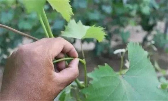 結果枝摘心的方法