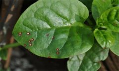 木耳菜的常見(jiàn)病蟲(chóng)害有哪些？怎么防治？