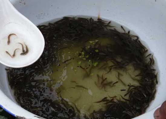 泥鰍的養殖技術(shù)