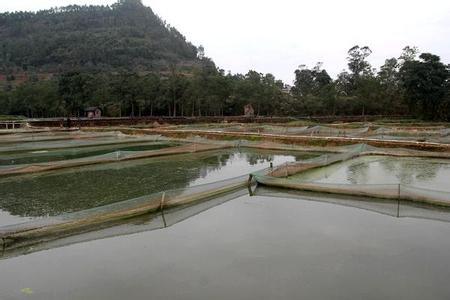 泥鰍養殖技術(shù)