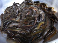 四種泥鰍的暫養方法簡(jiǎn)介
