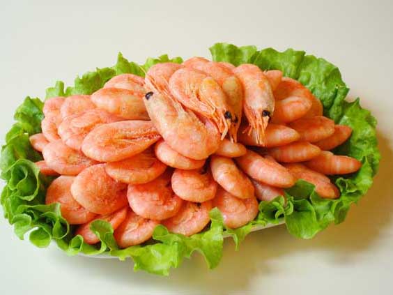 蝦養殖技術(shù)