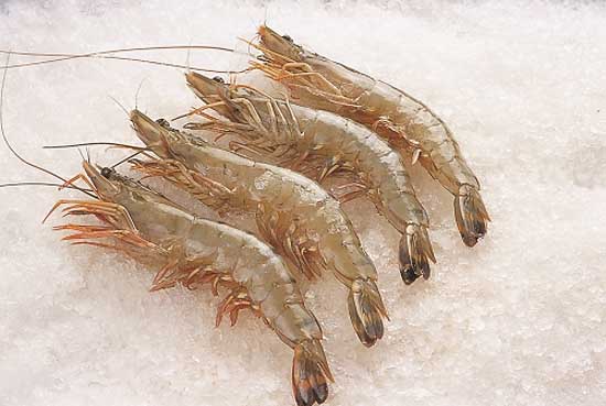 青蝦飼養管理方法