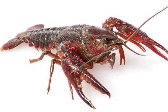 淡水小龍蝦與肉食性魚(yú)類(lèi)混養管理