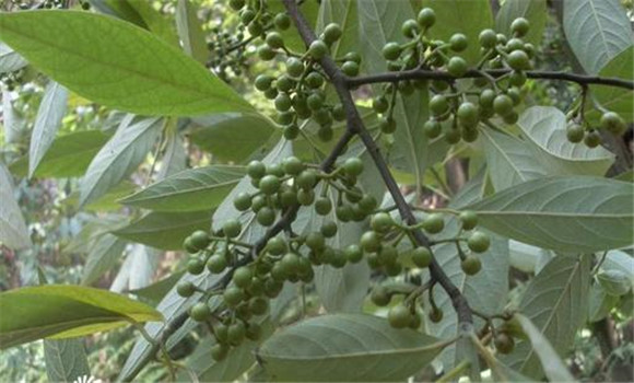胡椒結果樹(shù)的施肥方法