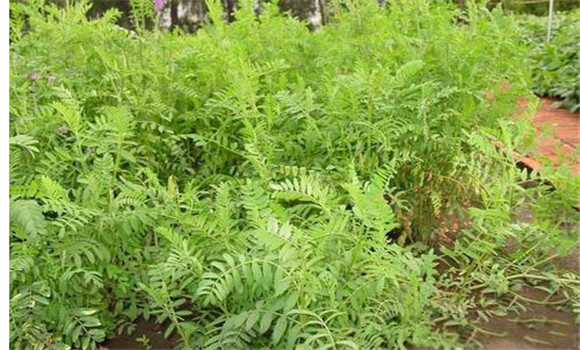 綠肥種植技術(shù)要點(diǎn)及需注意事項
