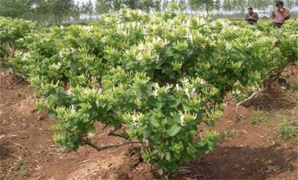 規范化無(wú)公害種植金銀花技術(shù)