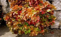 紅桑養殖方法 紅桑種植技術(shù)須知