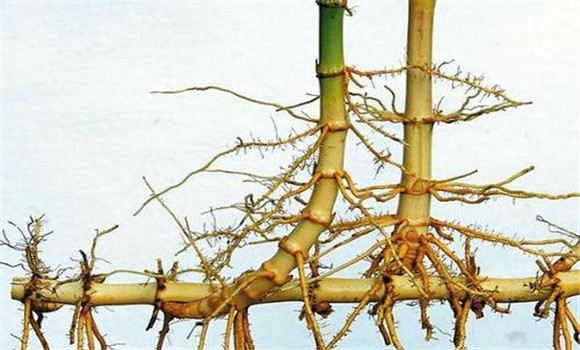 毛竹竹鞭的生長(cháng)特性