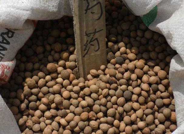 芍藥的養殖方法