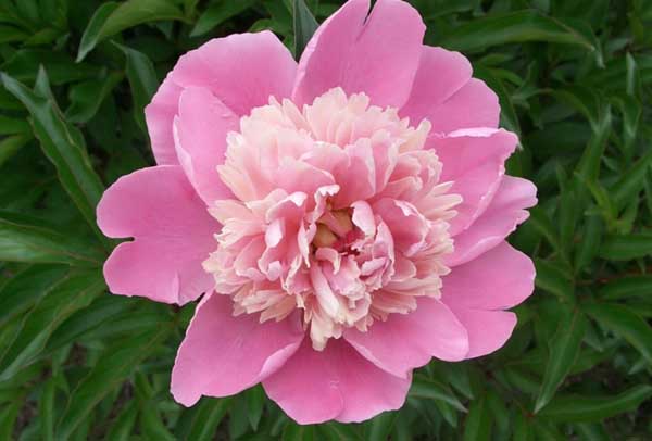 芍藥怎么養