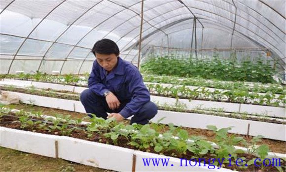 大棚番茄品種應耐低溫、早熟
