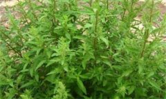 荊芥什么季節種植 荊芥栽培管理技術(shù)要點(diǎn)