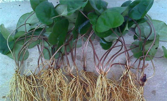 細辛種植技術(shù)與栽培管理方法