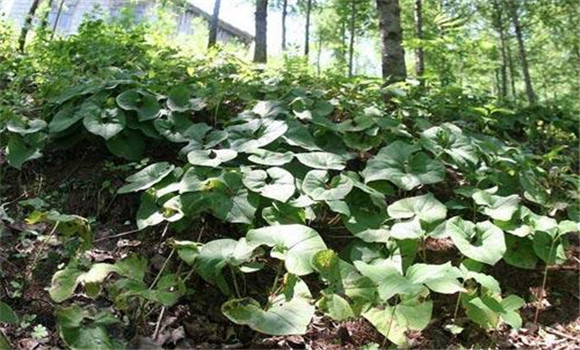細辛種植技術(shù)與栽培管理方法2