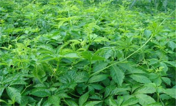 絞股藍種植技術(shù)要點(diǎn)