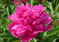 芍藥花的花語(yǔ)是什么？