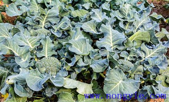 青花菜的生長(cháng)周期有多長(cháng)