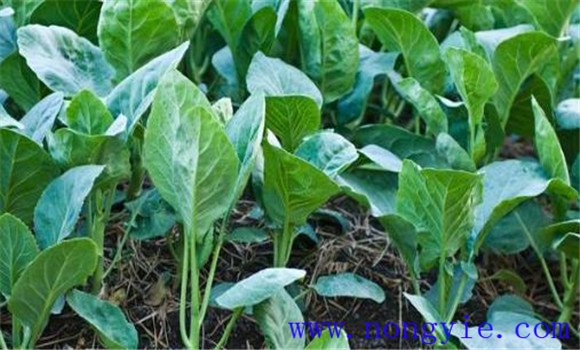 芥藍種植時(shí)間是什么時(shí)候