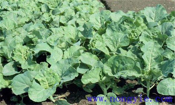 芥藍的生長(cháng)過(guò)程是怎樣的
