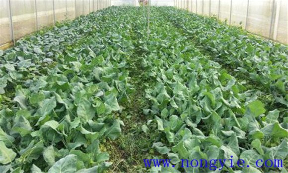 芥藍種植技術(shù)要點(diǎn)與步驟