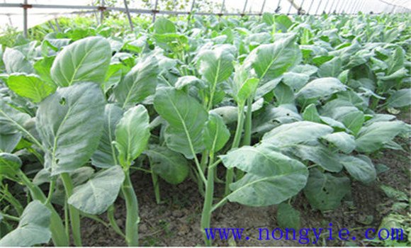 芥藍種植對外界環(huán)境的要點(diǎn)