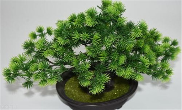 柏樹(shù)盆景如何審樹(shù)定勢