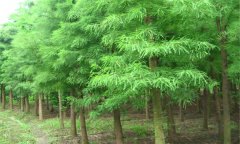 池杉與水杉區別 池杉的習性特征