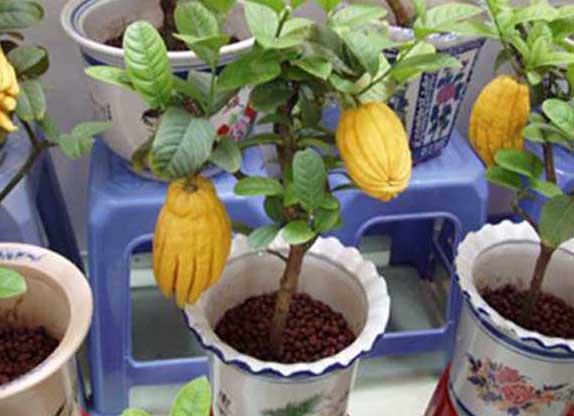 花卉的養殖方法