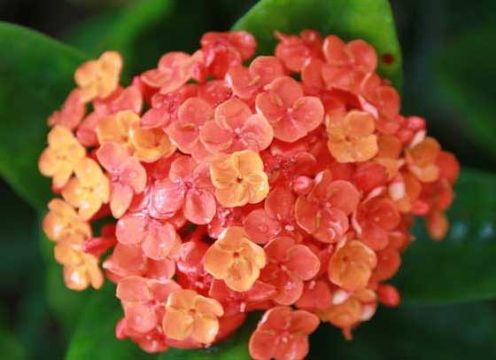 長(cháng)壽花的養殖方法