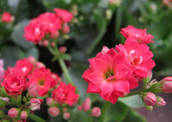 長(cháng)壽花養殖方法