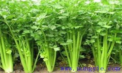 西芹的生長(cháng)溫度是多少 西芹對環(huán)境條件的要求