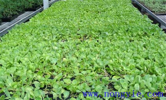 越冬甘藍什么時(shí)候育苗