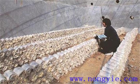 平菇接種后幾天長(cháng)菌絲