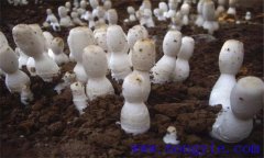 雞腿菇種植方法 雞腿菇反季節的栽培技術(shù)