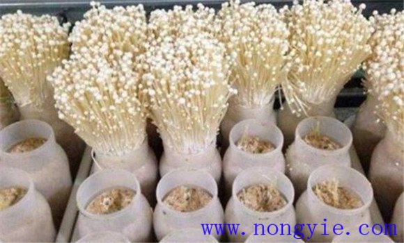 金針菇栽培季節、品種和場(chǎng)地選擇