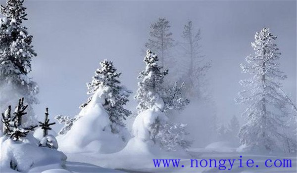 雪松對生長(cháng)環(huán)境的要求