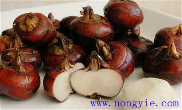 荸薺的營(yíng)養價(jià)值