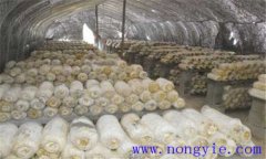 平菇生長(cháng)環(huán)境要求 平菇對溫度、水分和濕度要求